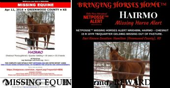 MISSING EQUINE Hairmo, REWARD  Near Hamilton, KS, 66853
